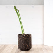 Studio Corkinho - Organic Design Cork Vase - Mother Cylinder Mid.